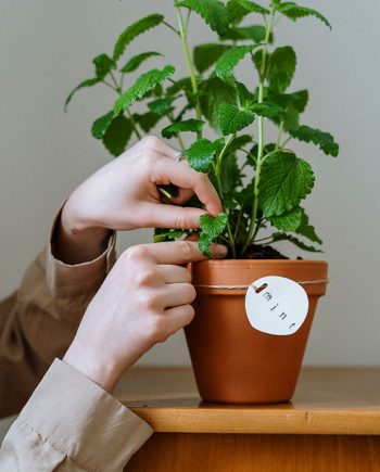 Mint in Pot
